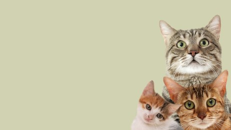 Image of Cute cats on pale green background, banner design with space for text. Lovely pets