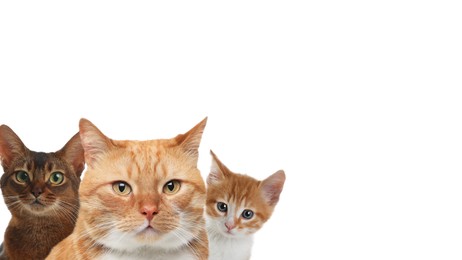 Image of Cute cats on white background, banner design with space for text. Lovely pets