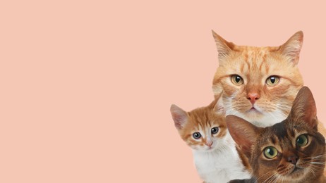 Image of Cute cats on pale pink background, banner design with space for text. Lovely pets