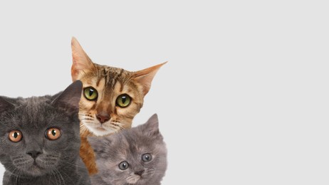 Image of Cute cats on light grey background, banner design with space for text. Lovely pets