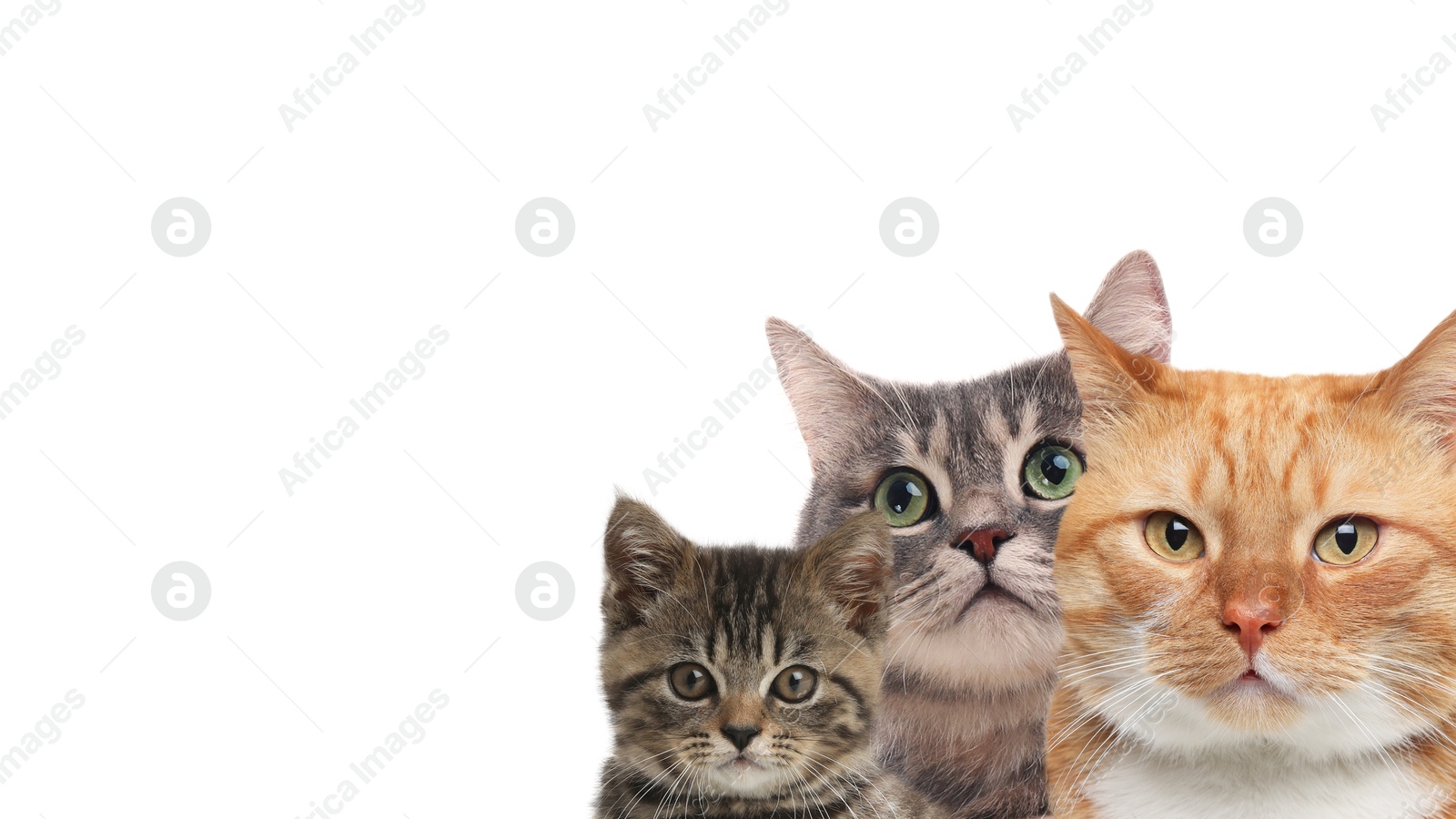 Image of Cute cats on white background, banner design with space for text. Lovely pets