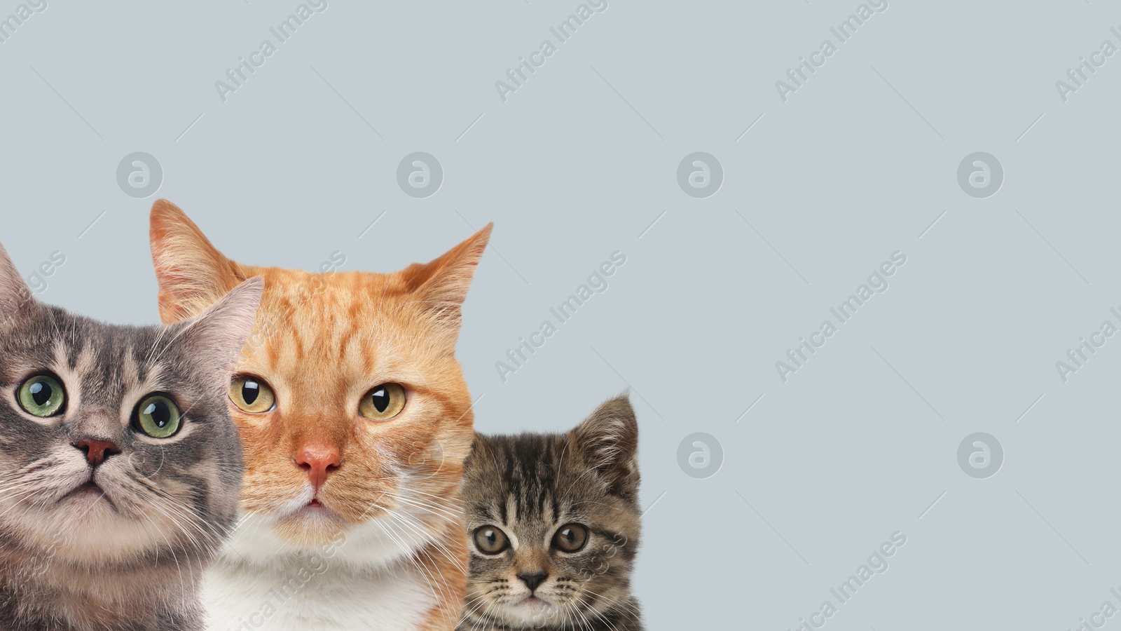 Image of Cute cats on light grey background, banner design with space for text. Lovely pets