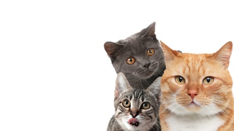 Image of Cute cats on white background, banner design with space for text. Lovely pets