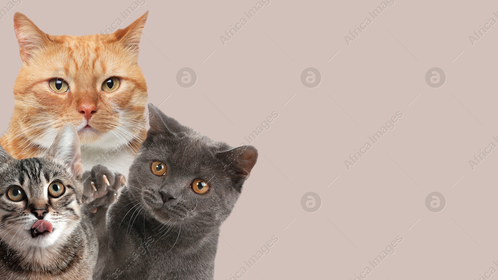 Image of Cute cats on light grey background, banner design with space for text. Lovely pets