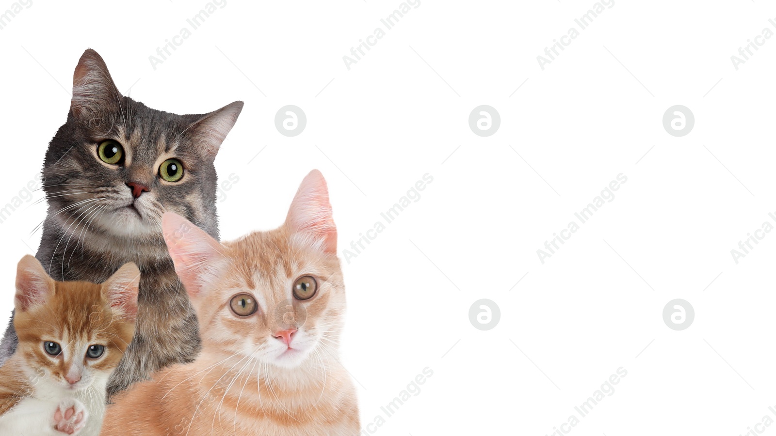 Image of Cute cats on white background, banner design with space for text. Lovely pets