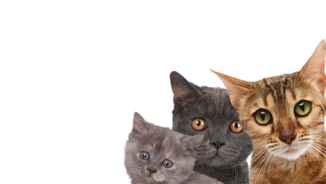 Image of Cute cats on white background, banner design with space for text. Lovely pets