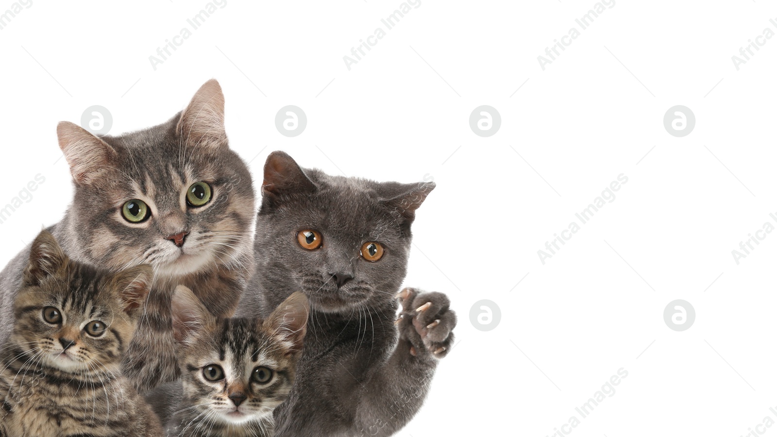 Image of Cute cats on white background, banner design with space for text. Lovely pets