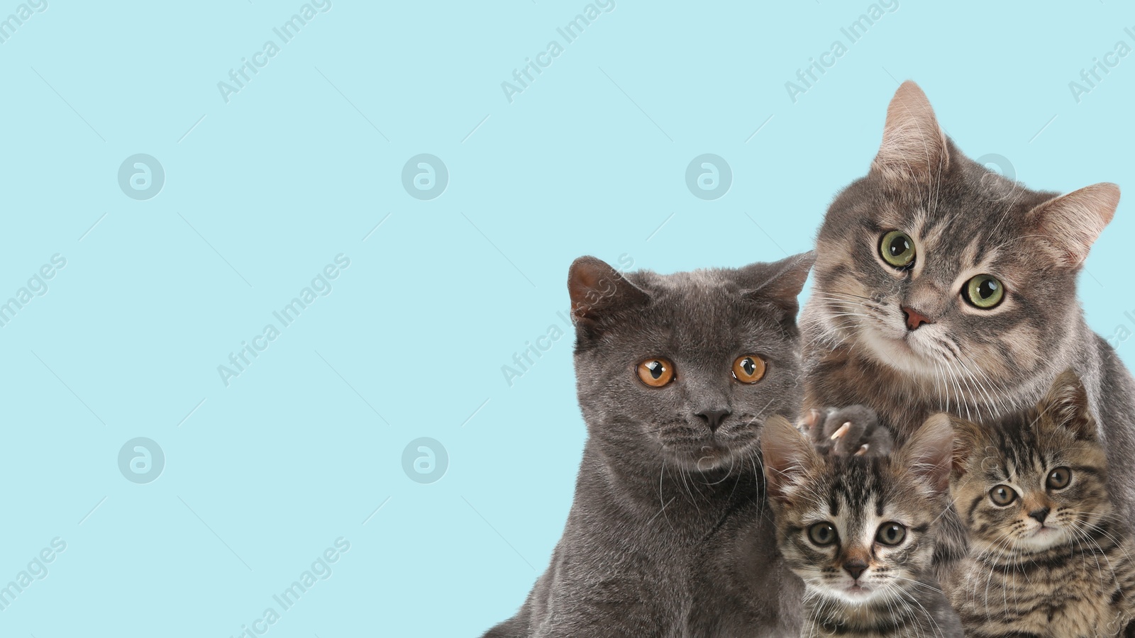 Image of Cute cats on on light blue background, banner design with space for text. Lovely pets