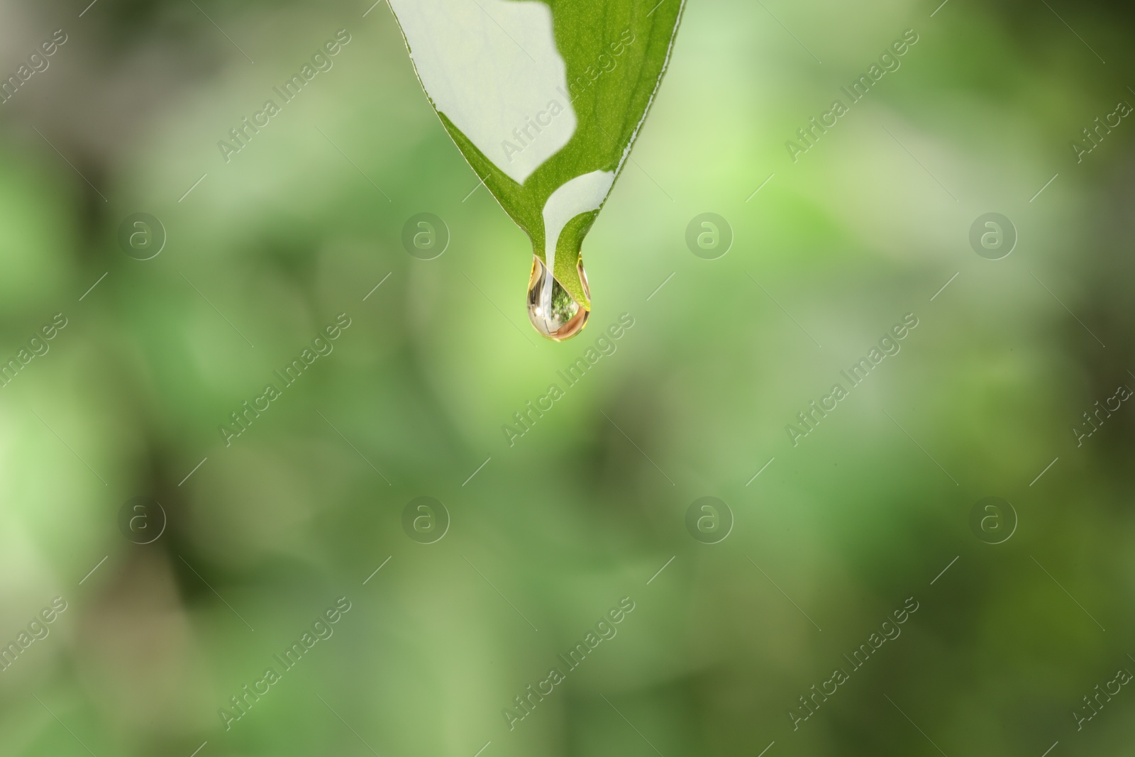 Photo of Essential oil dripping from fresh leaf against blurred green background, closeup