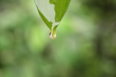 Photo of Essential oil dripping from fresh leaf against blurred green background, closeup