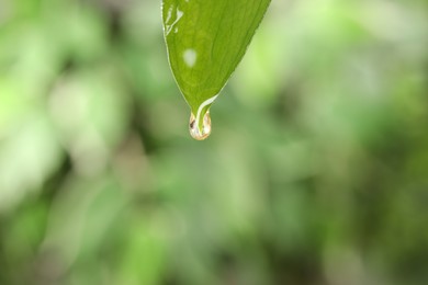 Photo of Essential oil dripping from fresh leaf against blurred green background, closeup