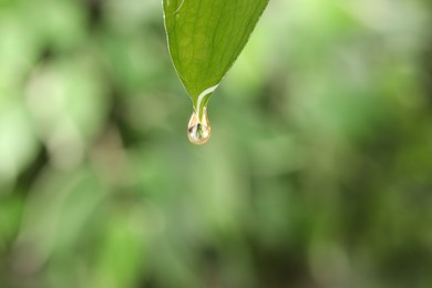 Photo of Essential oil dripping from fresh leaf against blurred green background, closeup