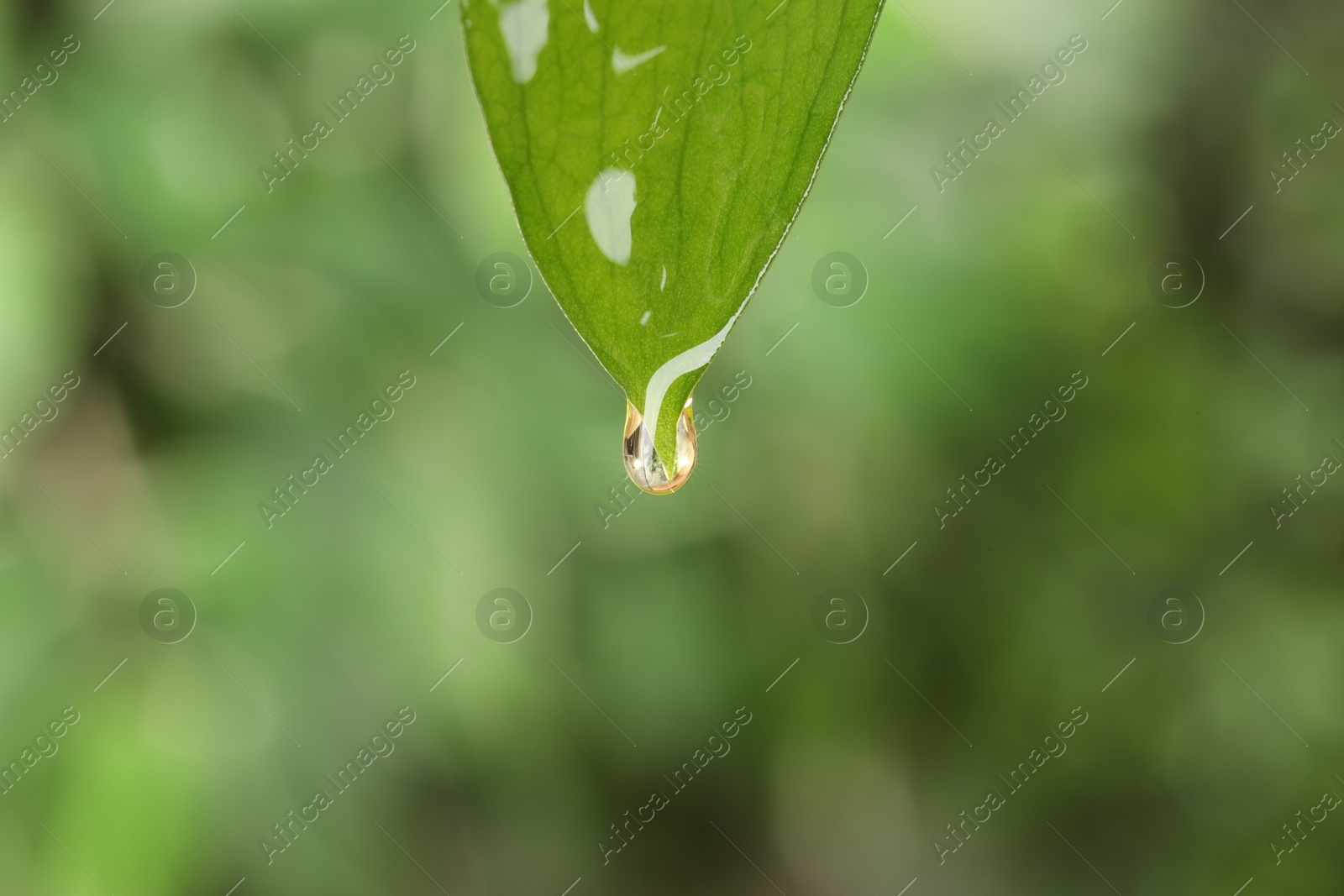 Photo of Essential oil dripping from fresh leaf against blurred green background, closeup