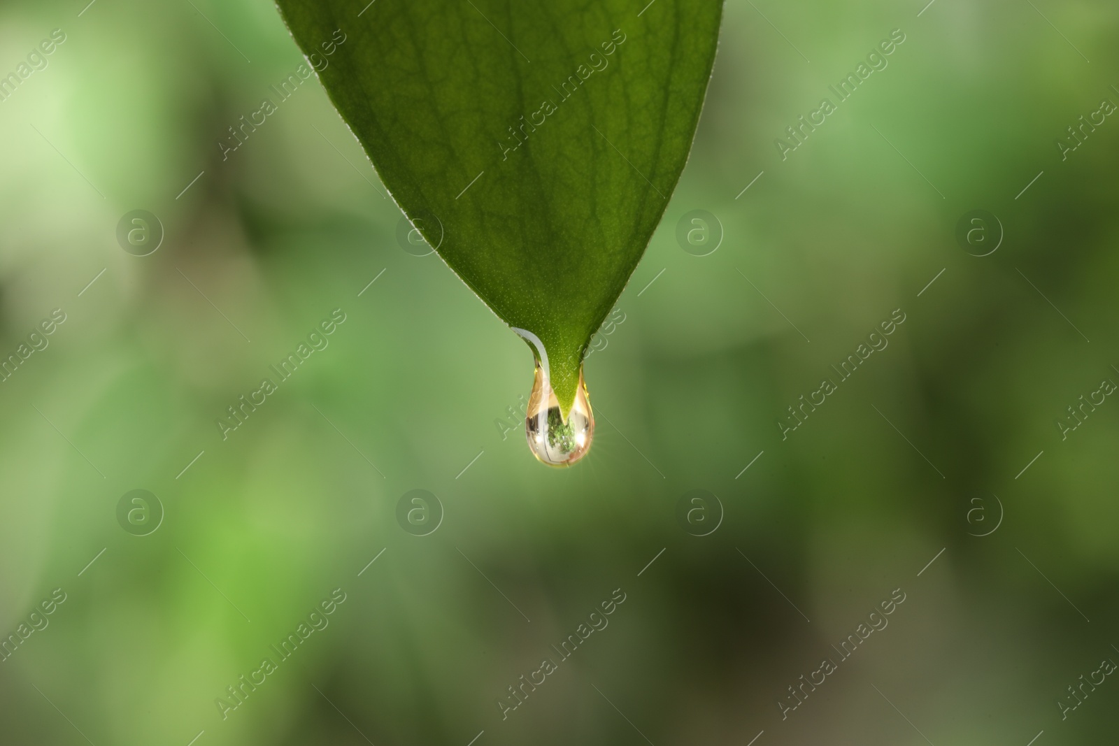 Photo of Essential oil dripping from fresh leaf against blurred green background, closeup