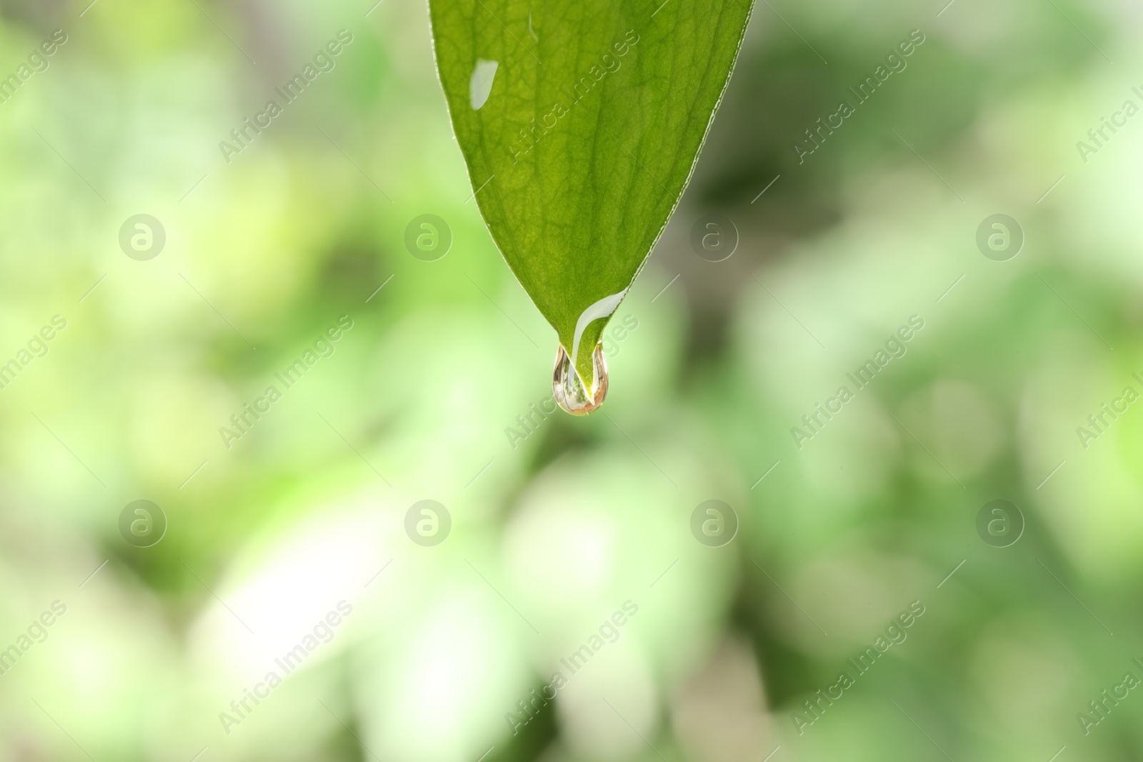 Photo of Essential oil dripping from fresh leaf against blurred green background, closeup