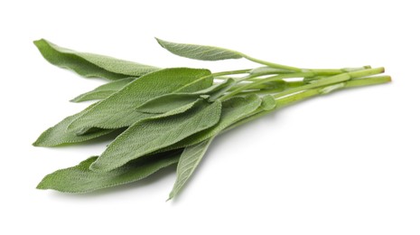 Leaves of fresh sage isolated on white