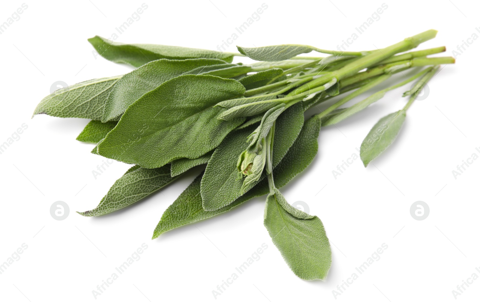 Photo of Leaves of fresh sage isolated on white