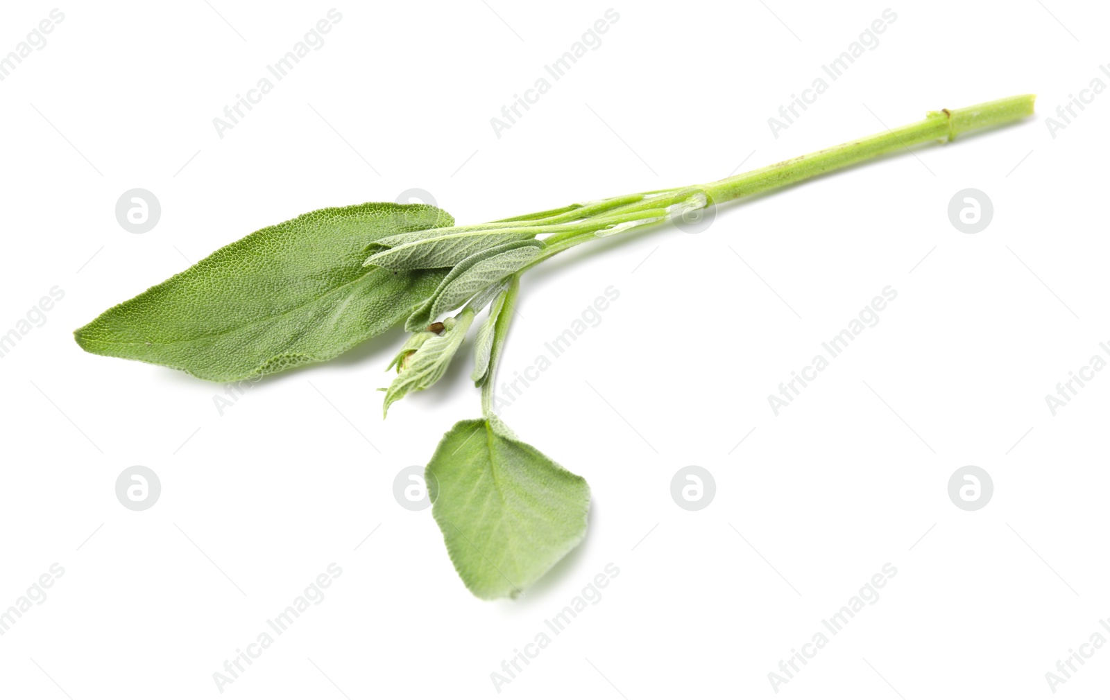 Photo of Leaves of fresh sage isolated on white, top view