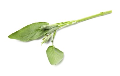 Photo of Leaves of fresh sage isolated on white, top view