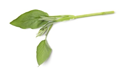 Leaves of fresh sage isolated on white, top view