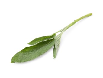 Leaves of fresh sage isolated on white