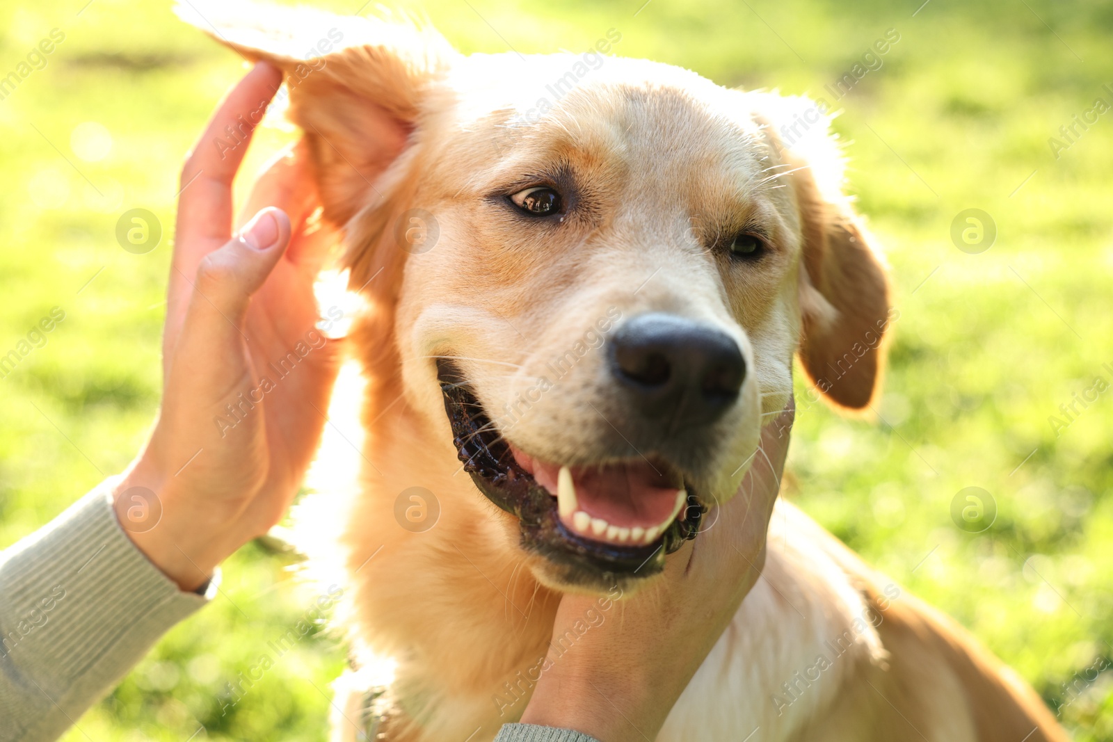 Photo of Owner with his lovely dog in park, closeup