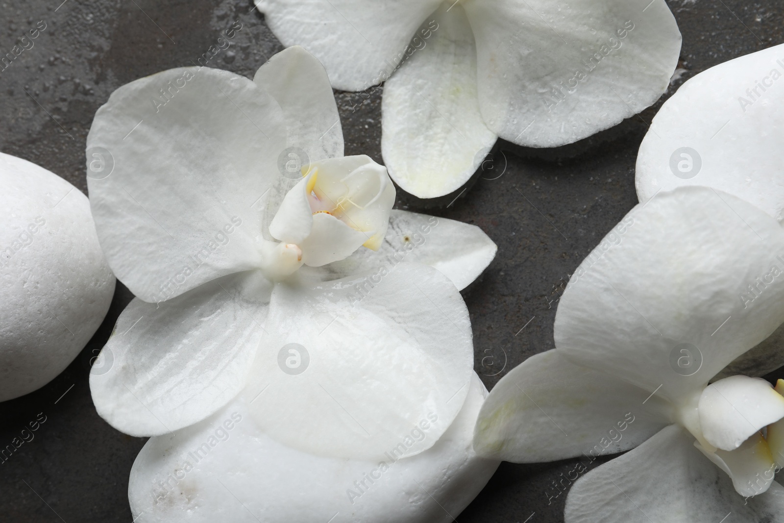 Photo of Spa stones and beautiful orchid flowers in water on wet grey background, flat lay