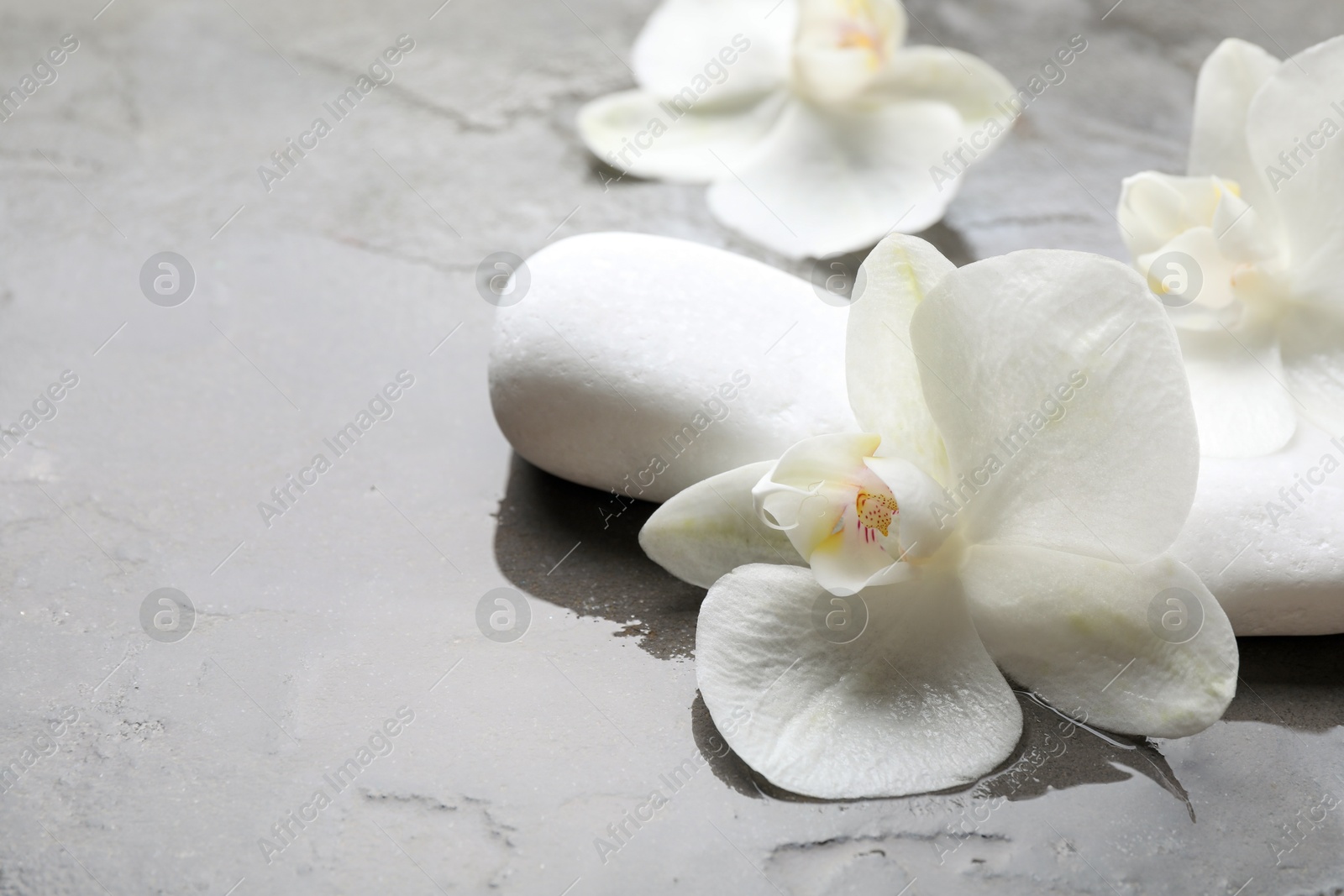 Photo of Spa stones and beautiful orchid flowers in water on grey textured surface, space for text