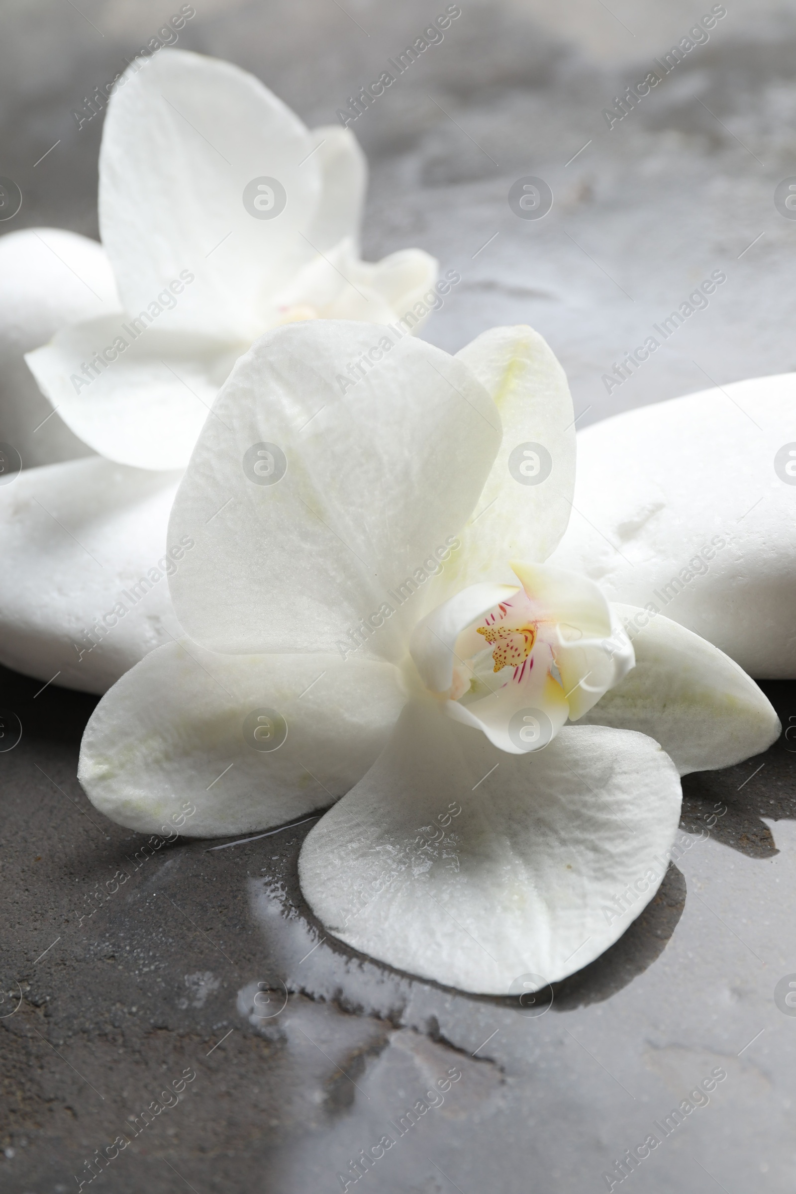 Photo of Spa stones and beautiful orchid flowers in water on grey textured surface, closeup