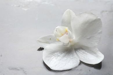 Photo of Beautiful orchid flower on grey textured surface, closeup