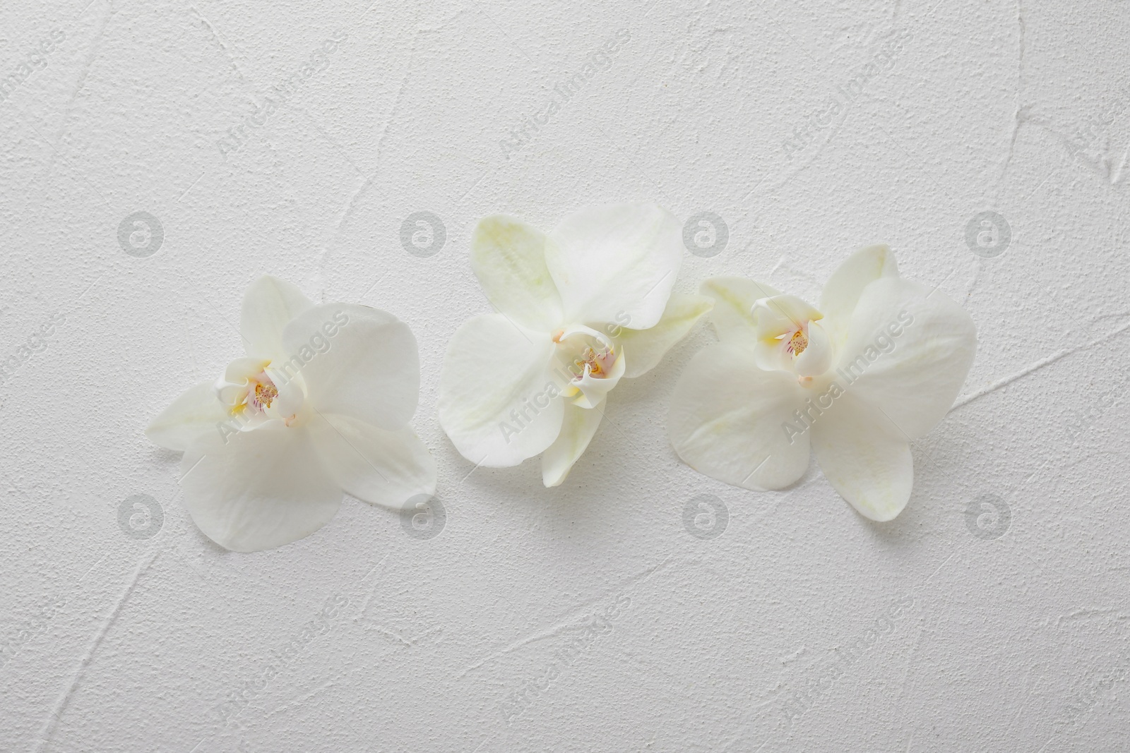 Photo of Beautiful orchid flowers on white textured background, flat lay