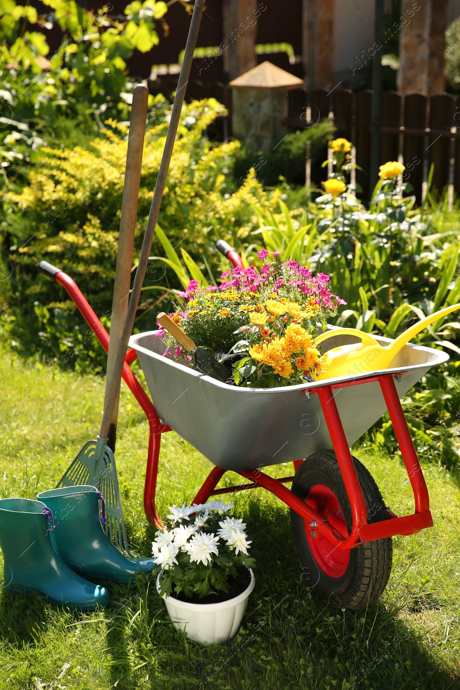 Photo of Wheelbarrow with different beautiful flowers, rubber boots and gardening tools outdoors