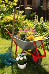 Wheelbarrow with different beautiful flowers, rubber boots and gardening tools outdoors