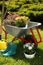 Wheelbarrow with different beautiful flowers, rubber boots and gardening tools outdoors