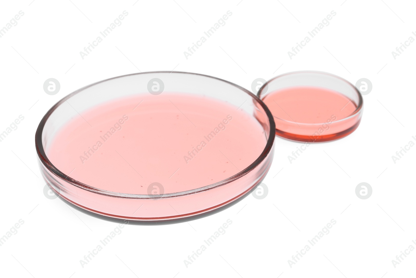 Photo of Petri dishes with samples isolated on white