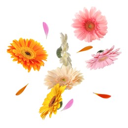 Colorful gerbera flowers in air on white background