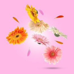 Colorful gerbera flowers in air on pink background