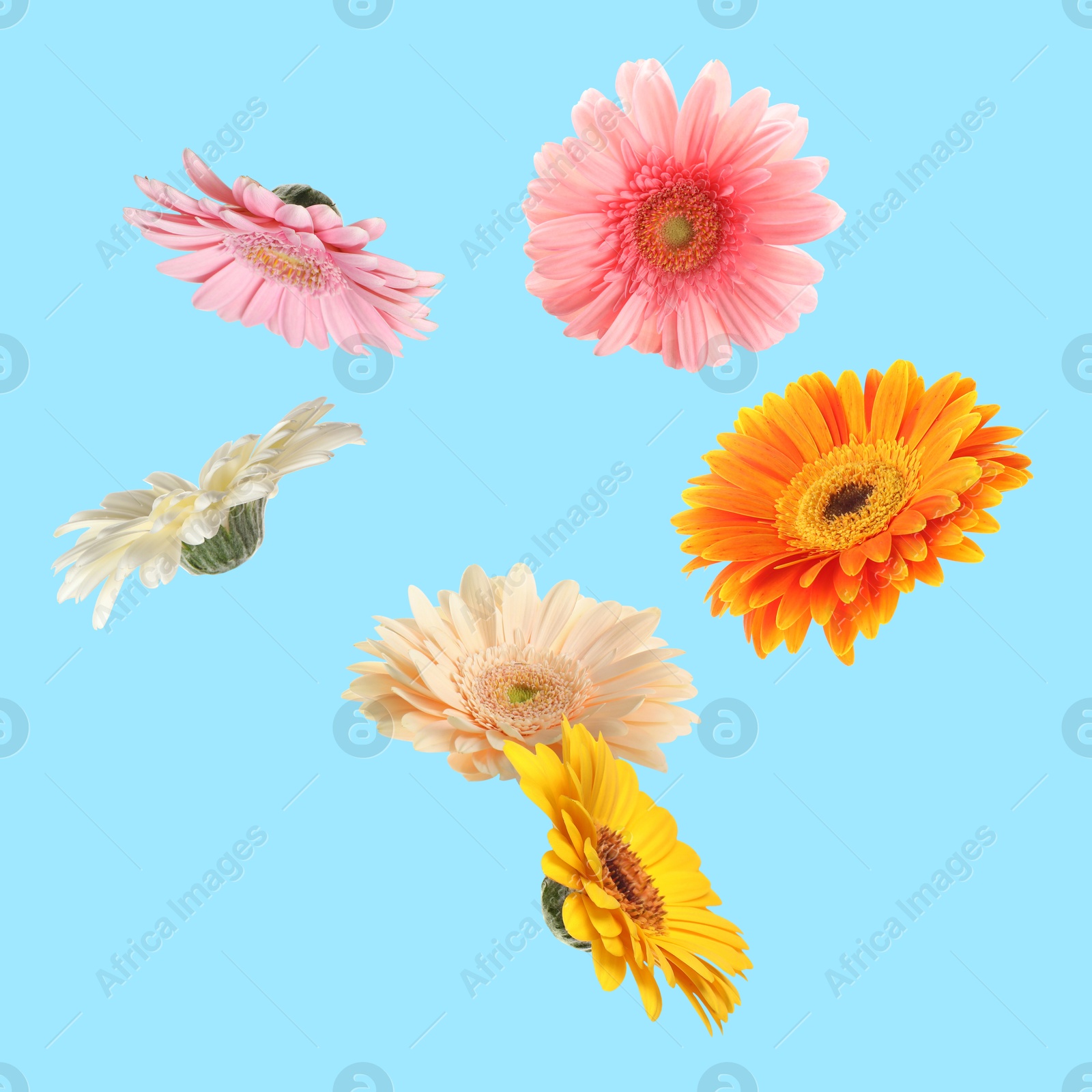 Image of Colorful gerbera flowers in air on light blue background