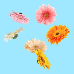 Image of Colorful gerbera flowers in air on light blue background