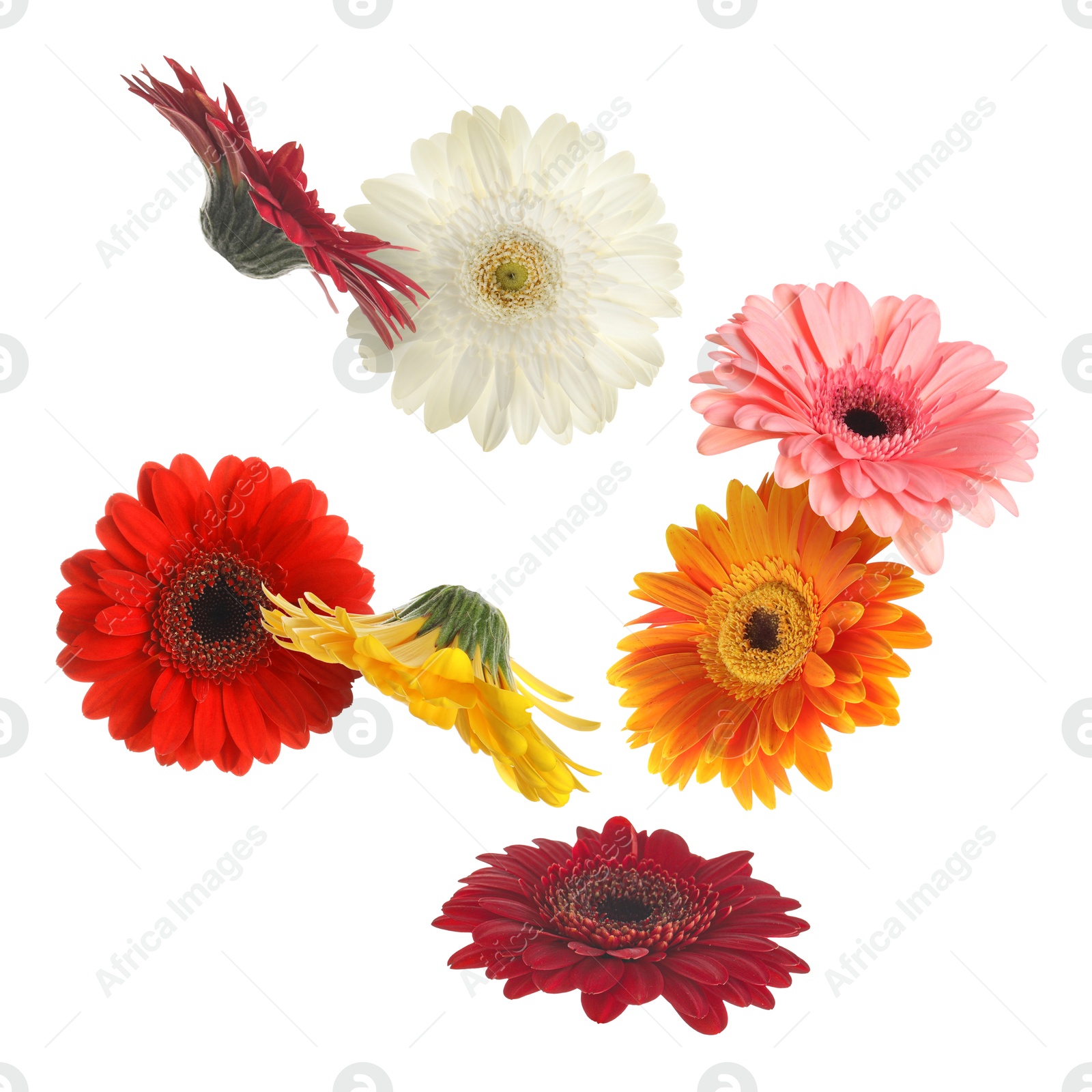 Image of Colorful gerbera flowers in air on white background