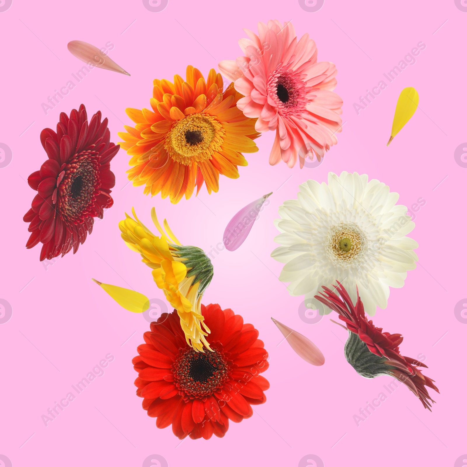 Image of Colorful gerbera flowers in air on pink background