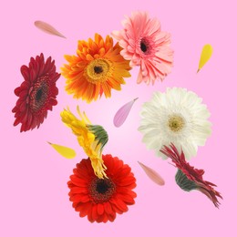 Colorful gerbera flowers in air on pink background