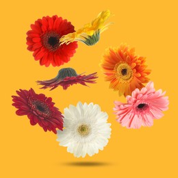 Colorful gerbera flowers in air on orange background