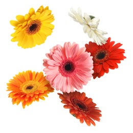 Colorful gerbera flowers in air on white background