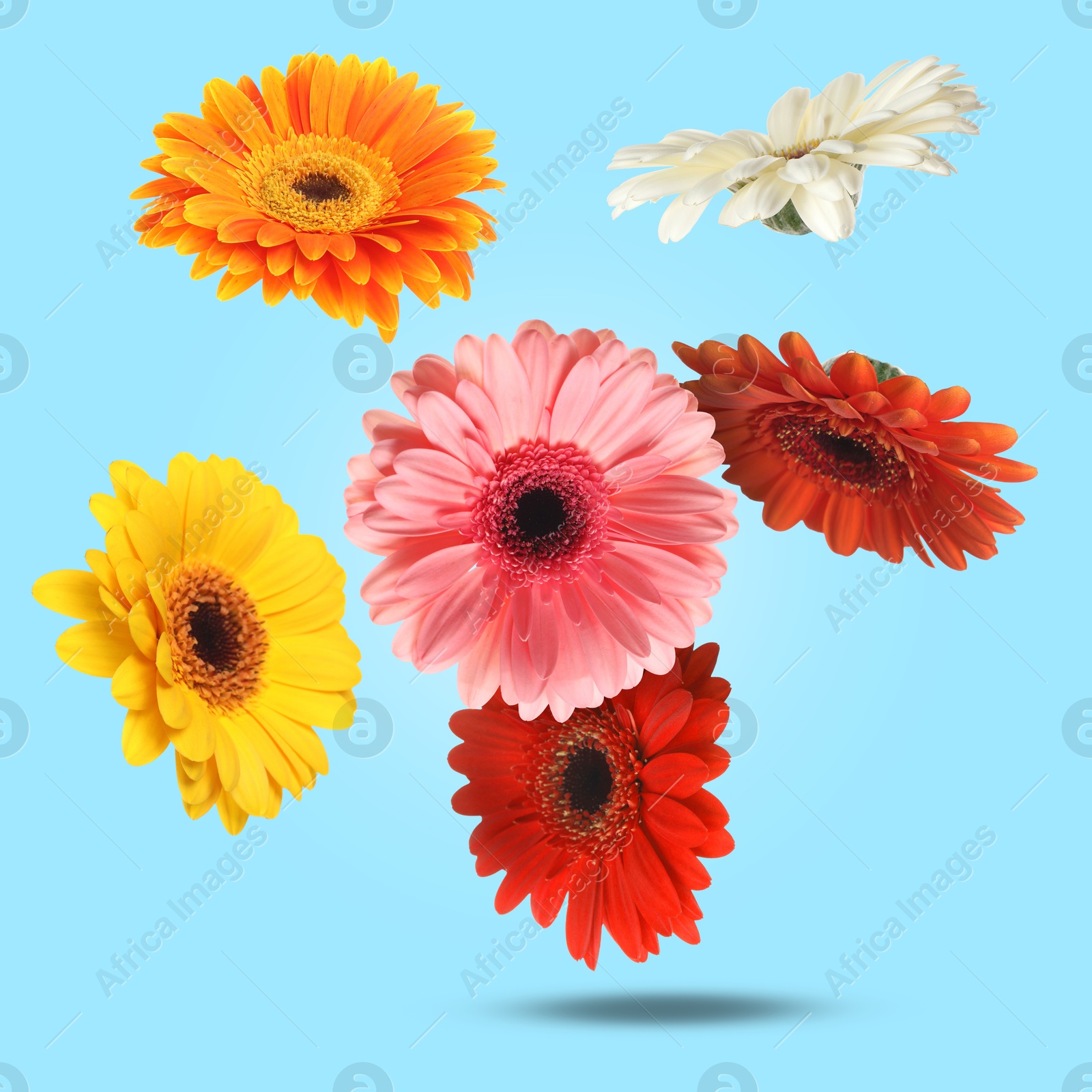 Image of Colorful gerbera flowers in air on light blue background