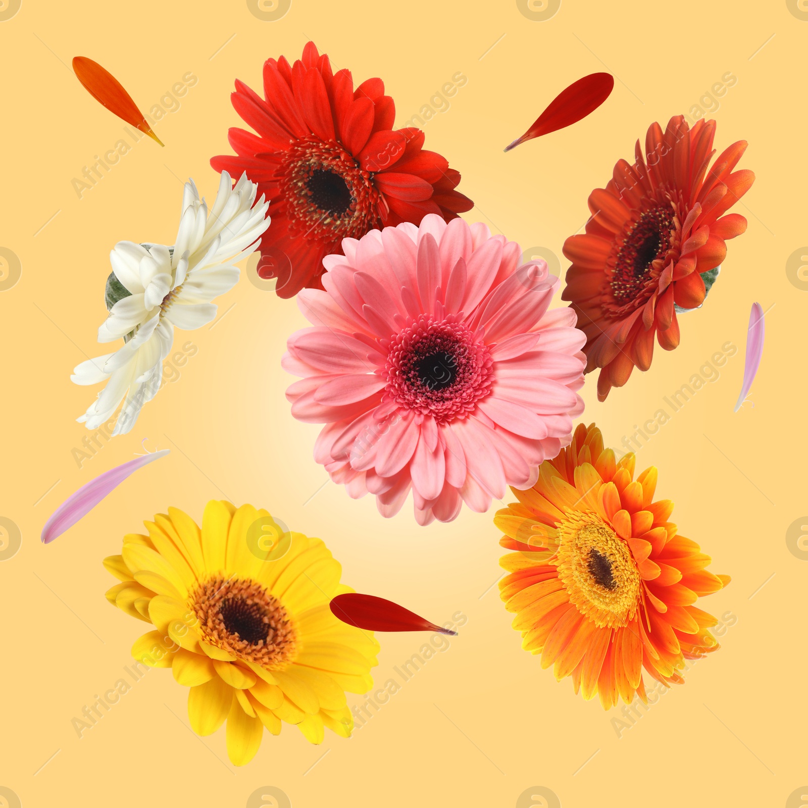 Image of Colorful gerbera flowers in air on light orange background