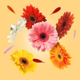 Colorful gerbera flowers in air on light orange background