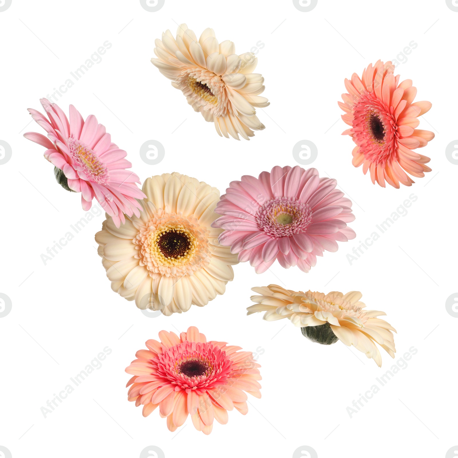 Image of Colorful gerbera flowers in air on white background