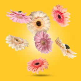 Image of Colorful gerbera flowers in air on golden background