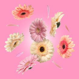 Colorful gerbera flowers in air on pink background